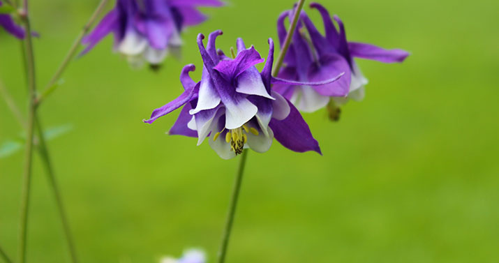 gristmill-purpleflowers